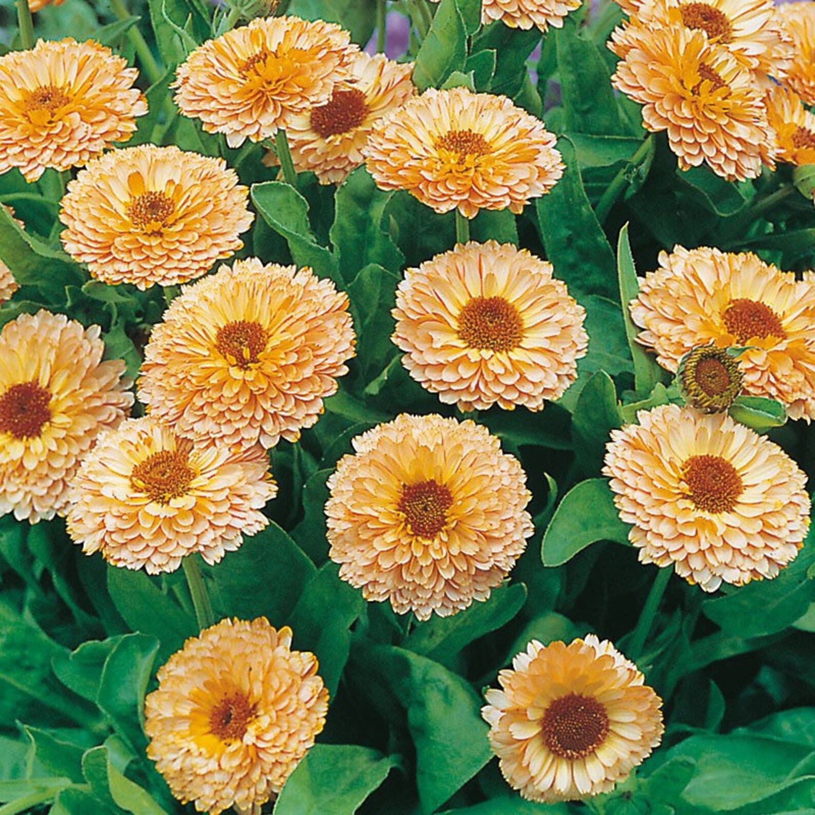 Calendula Officinalis L Pink Surprise Fresh Seeds High Quality Etsy