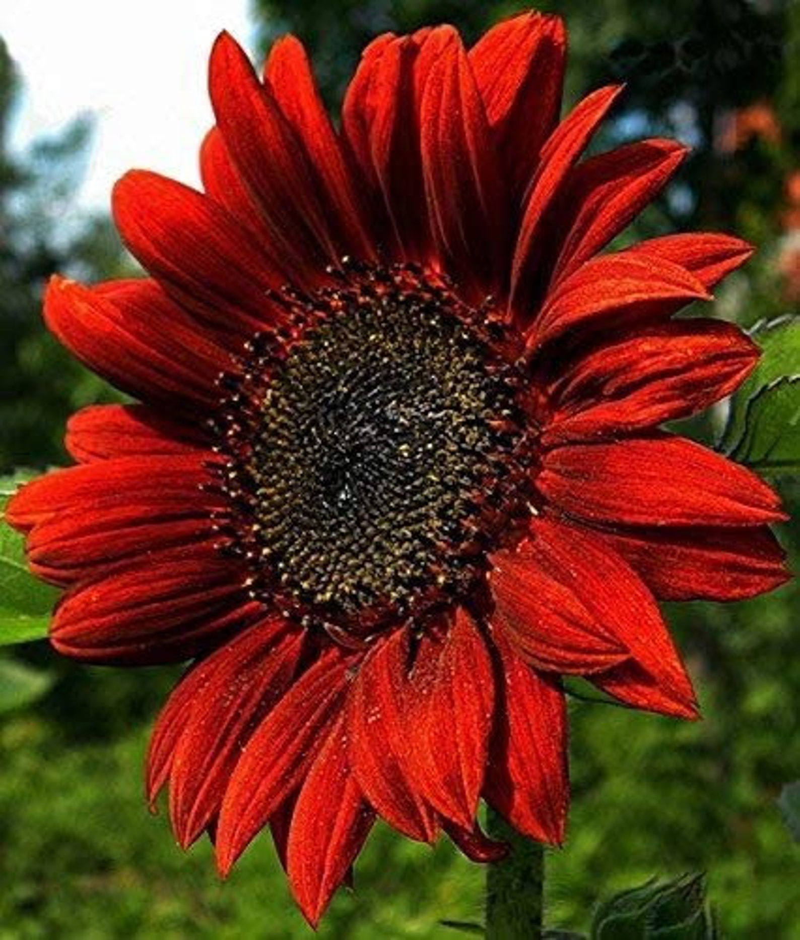 Sonnenblume Rote Sonne Frische Samen Hochwertige aus der Etsy