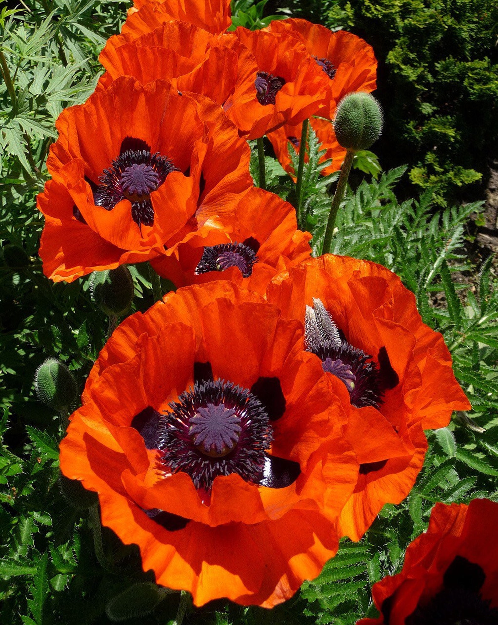 Декоративный мак купить. Мак Восточный (Papaver orientale). Мак Восточный (Papaver orientale l.). Мак Восточный папавер. Мак Восточный Распберри куин.