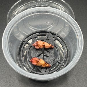 May include: A clear plastic container holding a black circular insert with a leaf-shaped cutout pattern. Two small, light pink and brown plant buds are resting on top of the black insert inside the container, which has a matching clear lid.