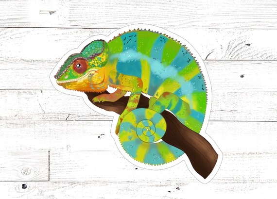 chameleon accessories