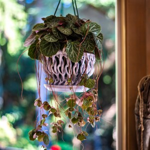 May include: A hanging plant with trailing vines and green leaves in a white ceramic pot with a decorative design. The plant is hanging in front of a window with a blurred green background.