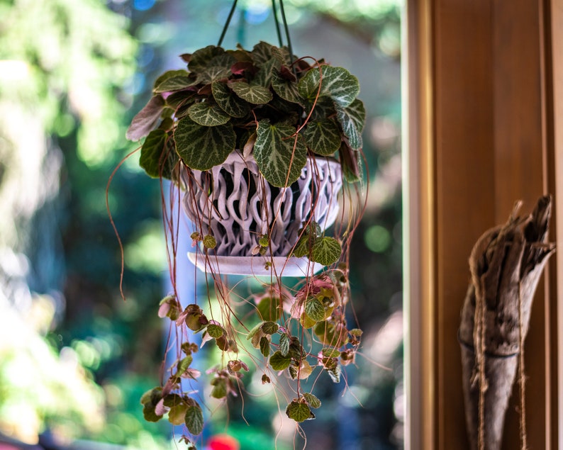 May include: A hanging plant with trailing vines and green leaves in a white ceramic pot with a decorative design. The plant is hanging in front of a window with a blurred green background.