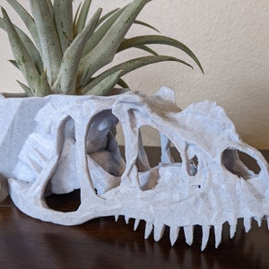 May include: A white 3D printed dinosaur skull planter with a small air plant growing inside. The planter is made of a textured material and has a detailed skull design.
