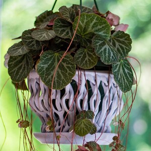 May include: A hanging planter with a white, intricate design, filled with a green plant with variegated leaves.