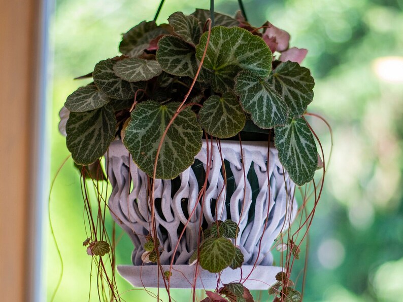 May include: A hanging planter with a white, intricate design, filled with a green plant with variegated leaves.