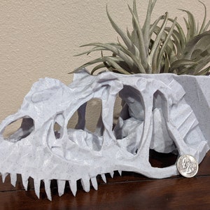 May include: A white dinosaur skull planter with a green air plant growing inside. The planter is made of a textured material and has a detailed skull design. A US quarter is placed next to the planter for scale.