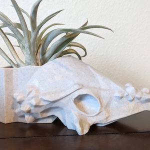 May include: A white ceramic planter shaped like a dinosaur skull with a green air plant growing inside.