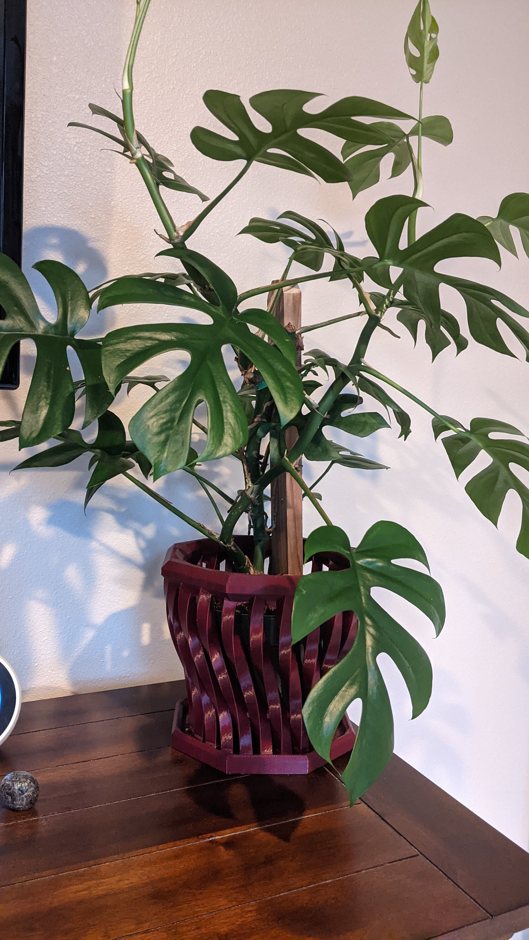 Large 7'' Orchid Pot Twisted Carousel Design Non Etsy