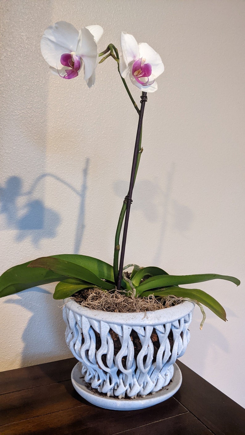 May include: A white orchid plant with pink flowers in a light blue ceramic pot with a decorative woven design. The pot has a matching saucer.