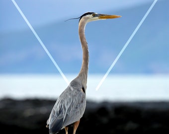 Great Blue Heron on beach, Galapagos, Ecuador