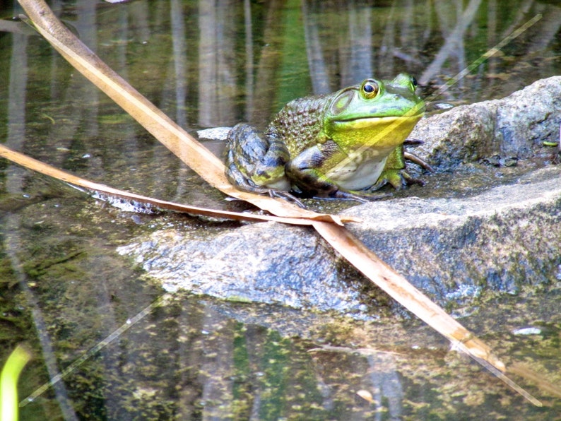American Frog, Pocono Mountains, Pennsylvania, USA image 1