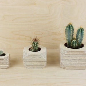 Plywood succulent plant pots