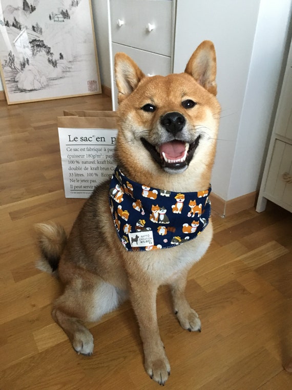 bandana shiba inu