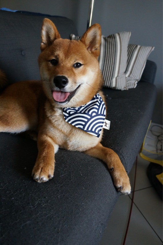 shiba inu au