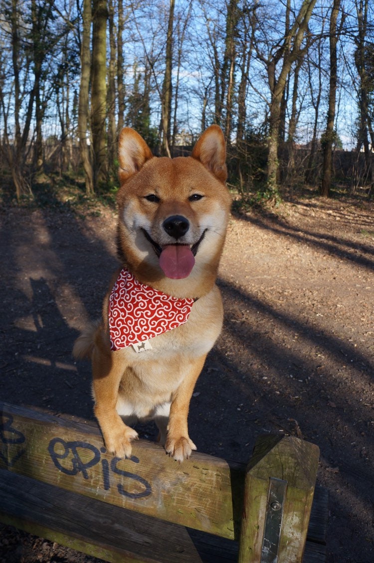 Shiba Inu Chien Bandana Au Motif Japonais Karakusa Rouge ?? Double Face