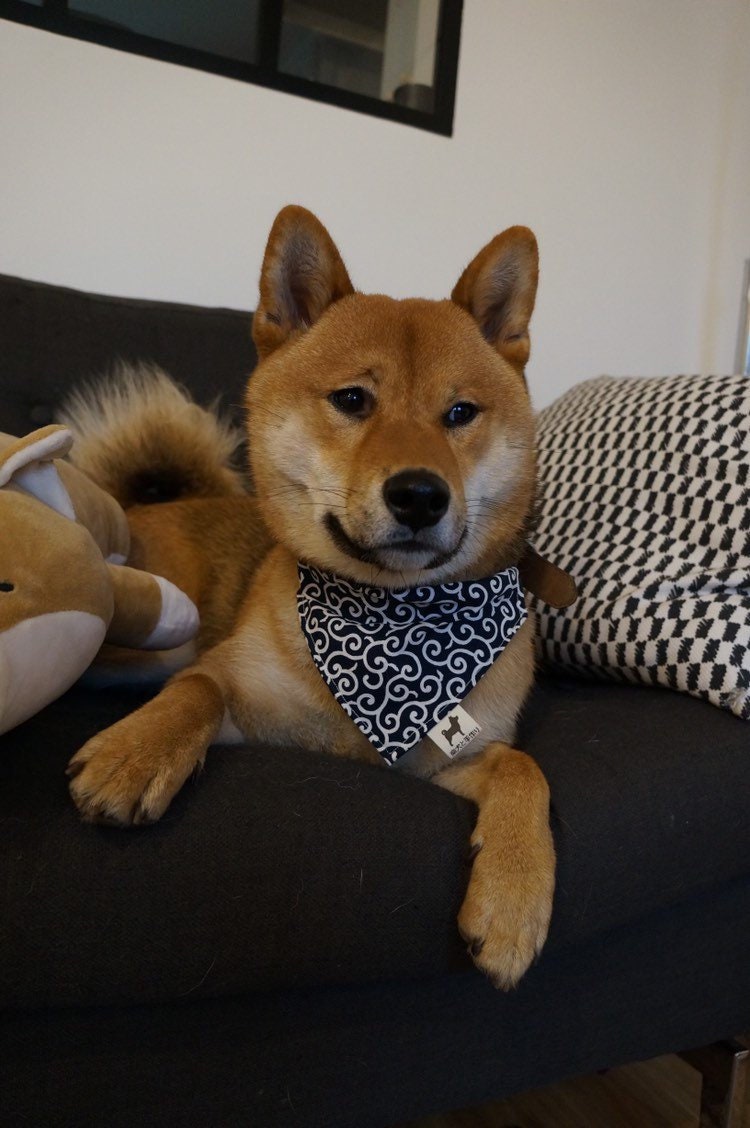 Shiba Inu Chien Bandana Au Motif Japonais Karakusa Bleu ?? Double Face