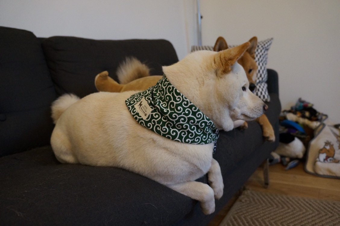 Shiba Inu Chien Bandanas Réversible Au Motif Japonais Karakusa ?? Double Face Vert et Bleu