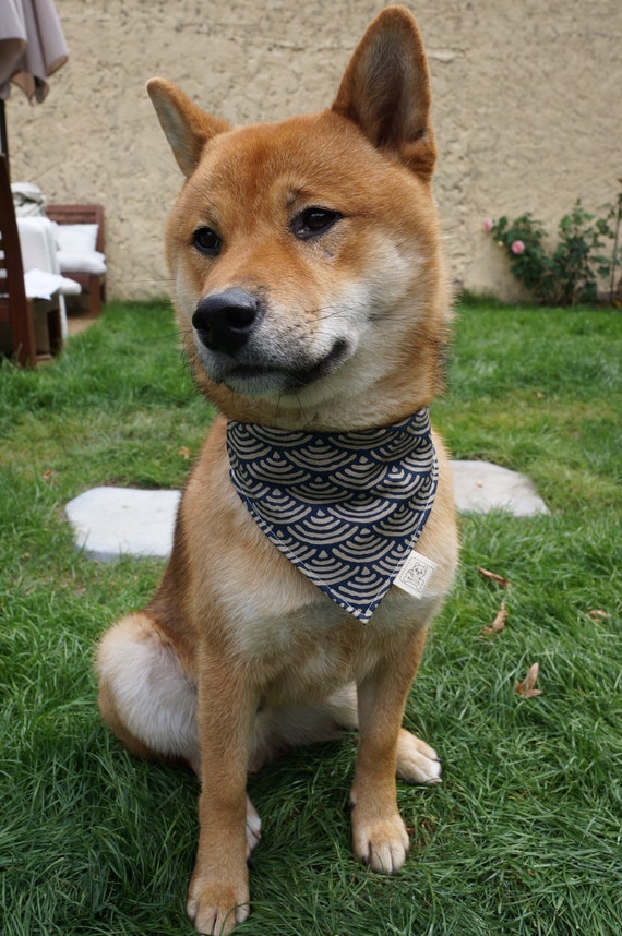 Shiba Inu Chien Bandana Au Motif Japonais 清海波 Seigaiha Bleu Etsy
