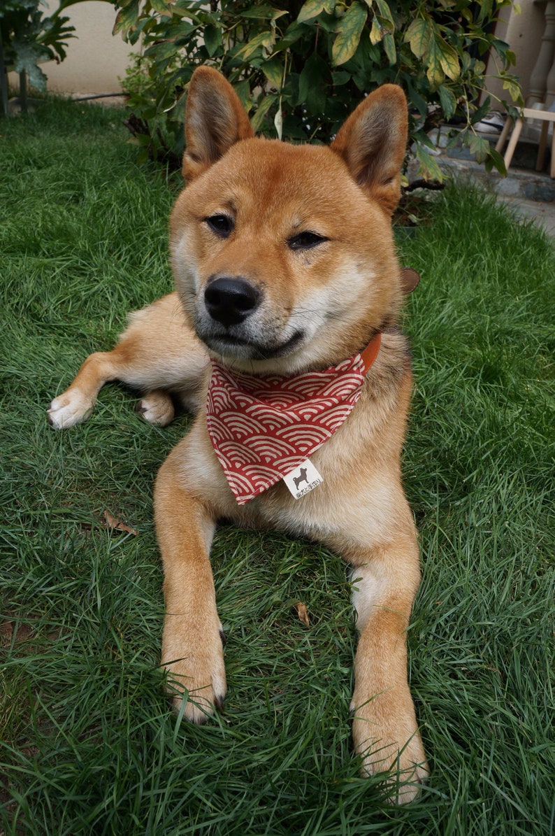 Shiba Inu Perro Bandana con motivo japonés ' SEIGAIHA rojo