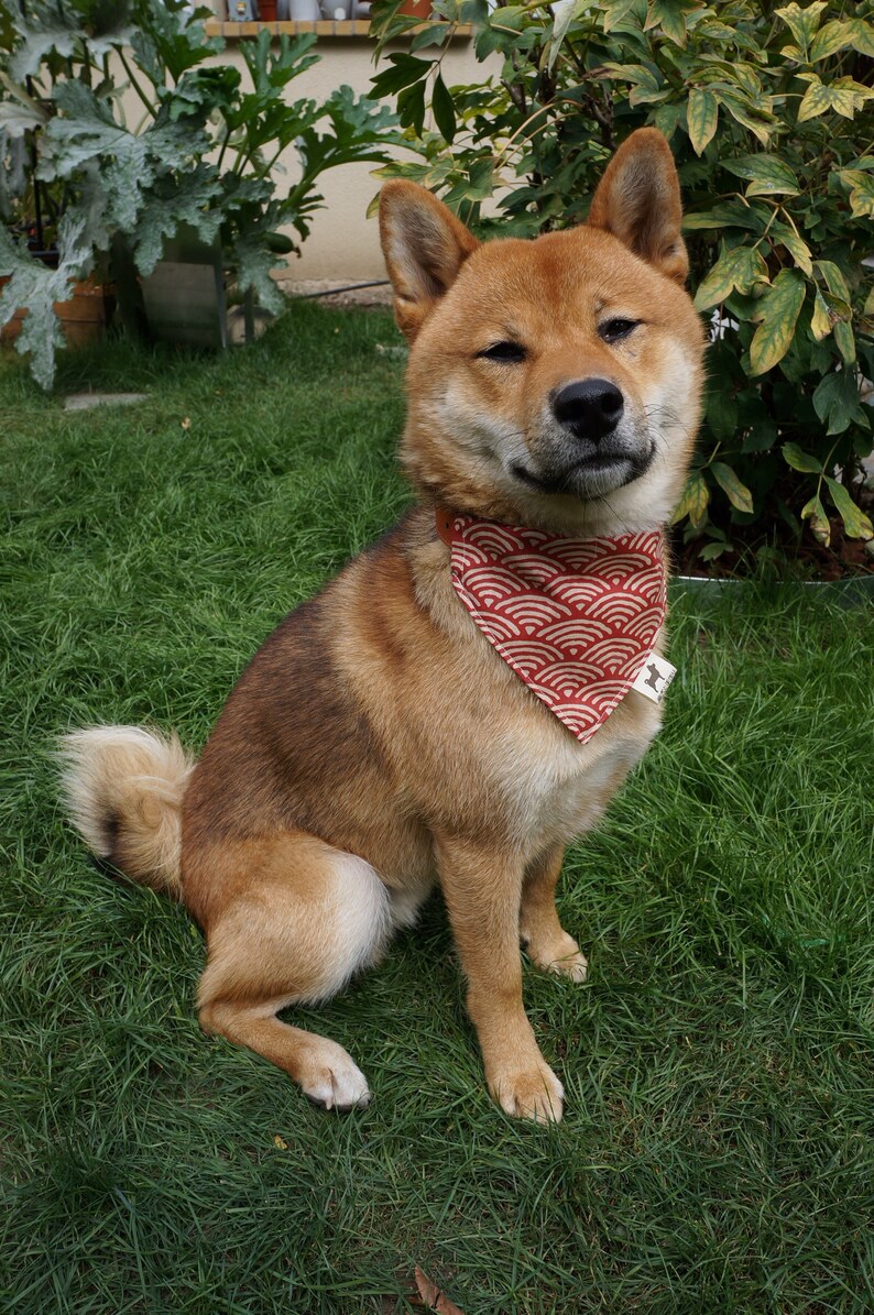Shiba Inu Perro Bandana con motivo japonés ' SEIGAIHA rojo