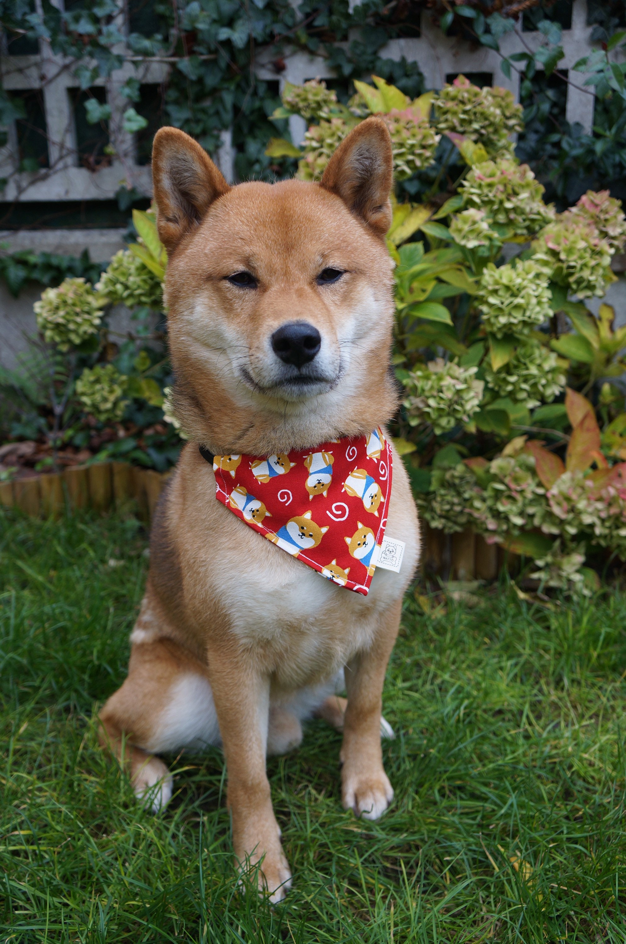 Shiba Inu ?? Chien Bandana Double Face