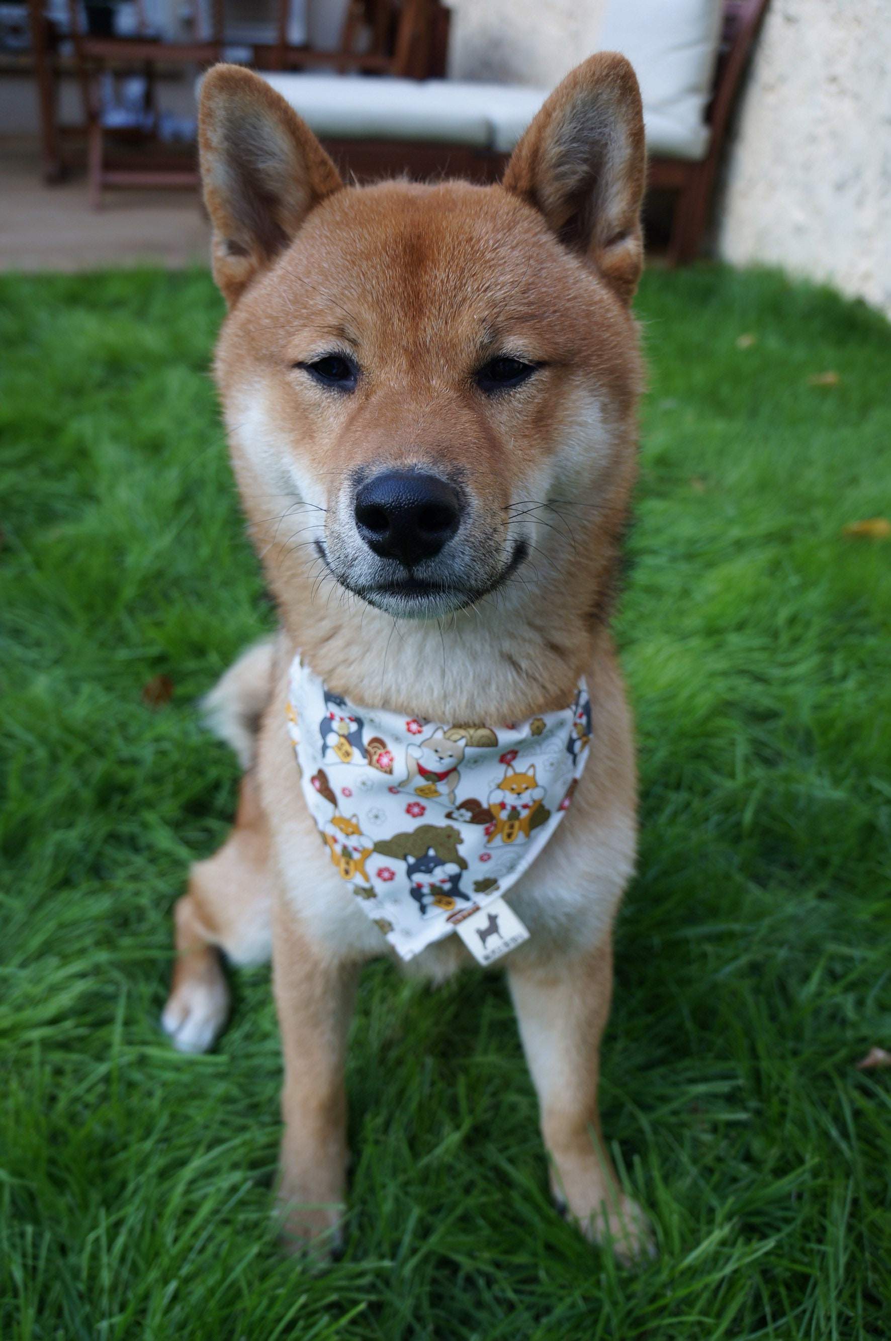 Shiba Inu Chien Bandana Blanc Japonais Au Motif Shiba ?? et Seigaiha ??? Double Face