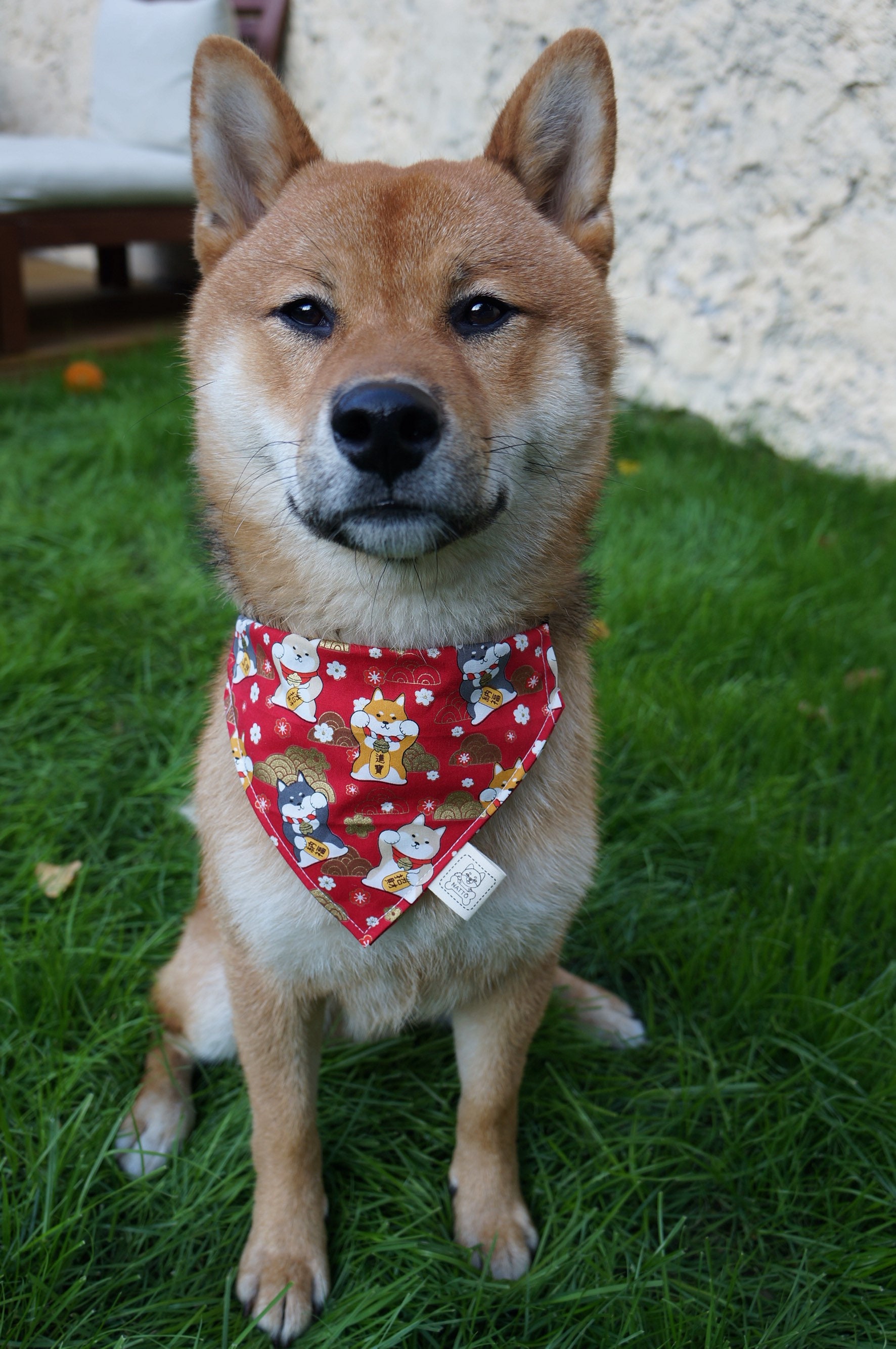 Shiba Inu Chien Bandana Rouge Japonais Au Motif Shiba ?? et Seigaiha ??? Double Face