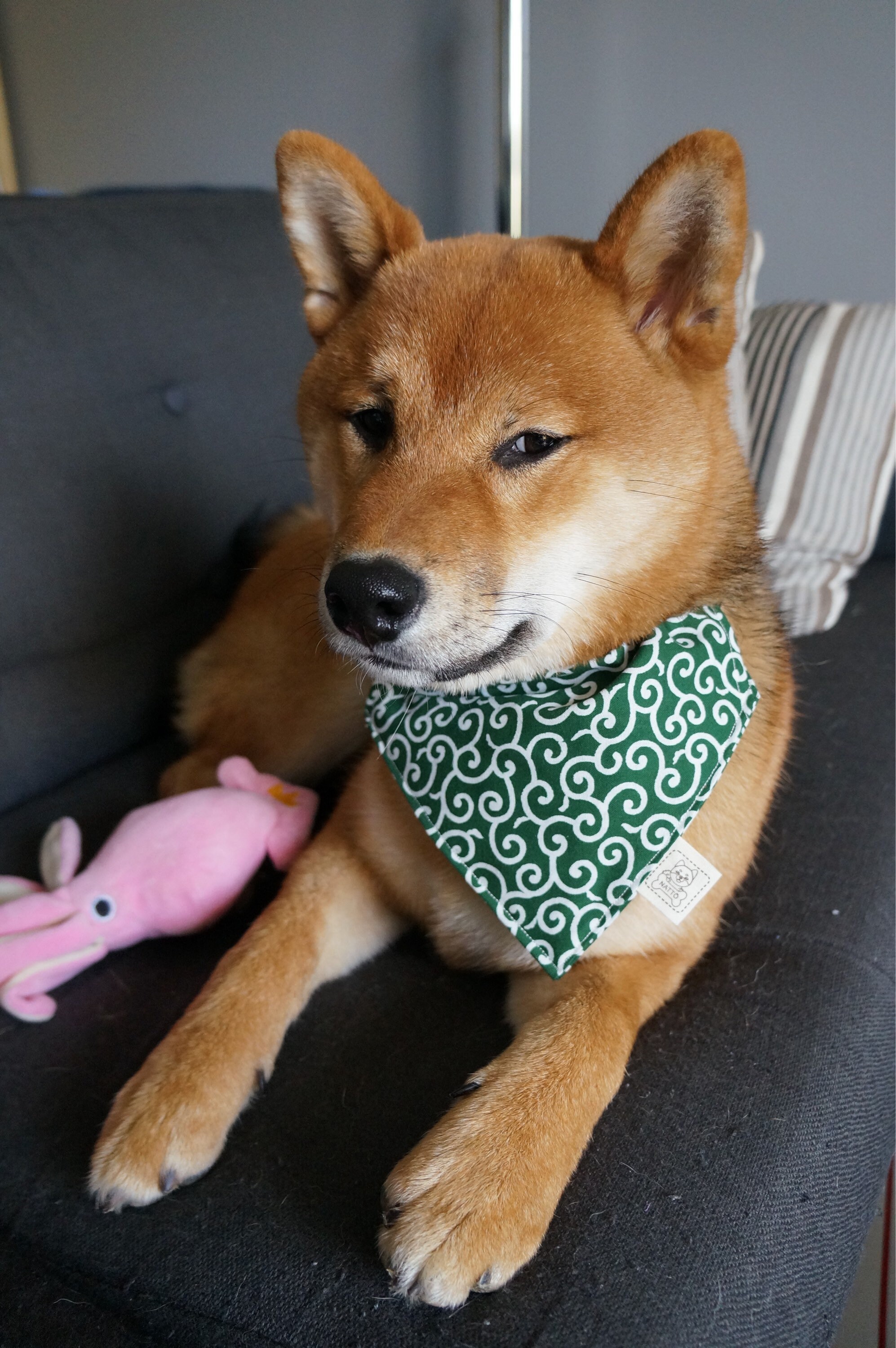 Karakusa bandana shiba hot sale