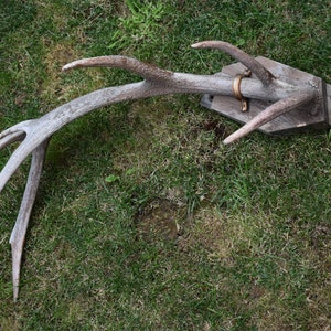 Big antler, Authentic deer antler, Antique antler, Vintage antler, Natural antler, Antler on a wooden stand, Real antler, Great wall decor
