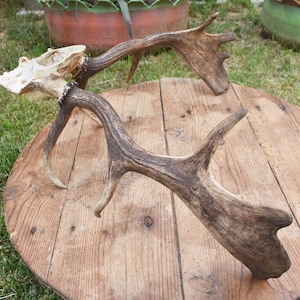 Salière-poivrière en bois exotique - Arts de la table
