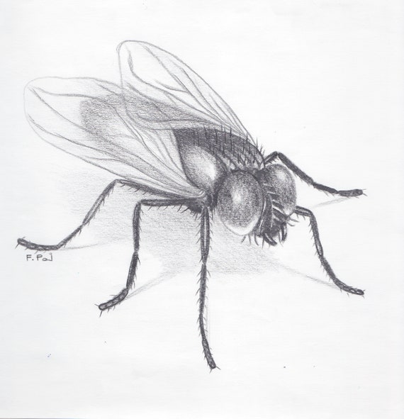 Unique Sketch Drawings Flea And Fly for Kindergarten