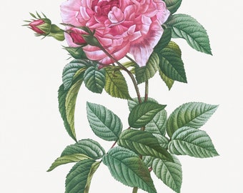 Réservé à Andreii R - Timbre L' odeur de roses