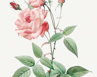 Réservé à Jean M - Timbre L' odeur de roses