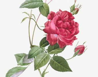 Réservé à Kris S - Timbre L' odeur de roses