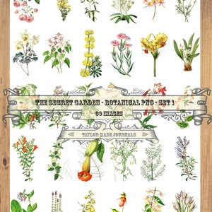 Secret Garden PNG's, Set 1-30 ,PNG's, Junk Journal Kit, Digital, Digital Nature Journal Kit,Digital Stamp,Transparent PNG's,Botanical Prints