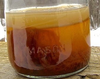 TÉ INICIADOR/CULTIVO de Kombucha Orgánica con Scoby