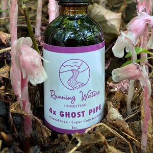 Può includere: Un flacone contagocce in vetro scuro con un'etichetta bianca recante il testo Running Waters HOMESTEAD 4x GHOST PIPE Alcohol Free Super Concentrated 2oz. Il flacone è circondato da piante di ghost pipe rosa pallido con fiori a forma di campana.