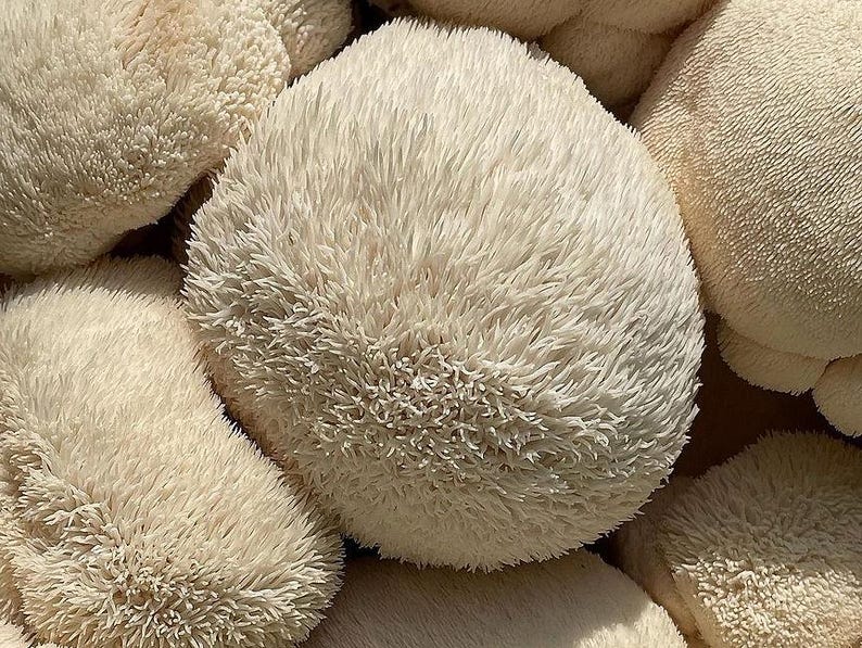 Double Extracted Lions Mane Mushroom Tincture image 2