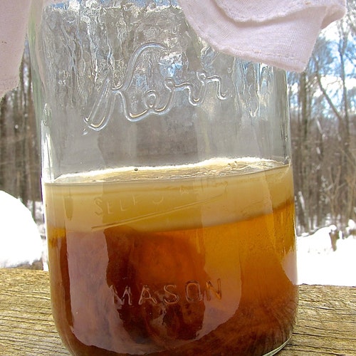 Organic Kombucha STARTER TEA / CULTURE with Scoby