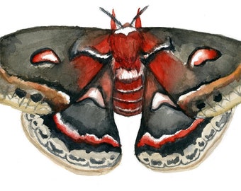 Cecropia Moth Giclee Print