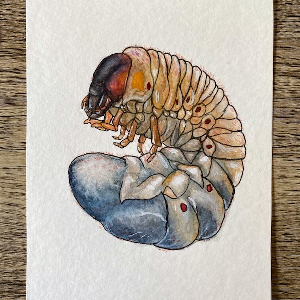 Beetle Larva Giclee Print