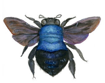 Blue Carpenter Bee Giclee Print