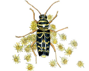 Locust Borer and Goldenrod Blossoms Giclee Print