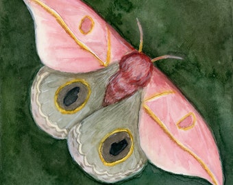 Dobnin's roze Bullseye Moth Giclee print