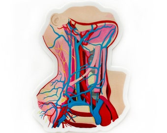 May include: A close-up of a detailed anatomical illustration of the human neck, showing the veins and arteries in red and blue.