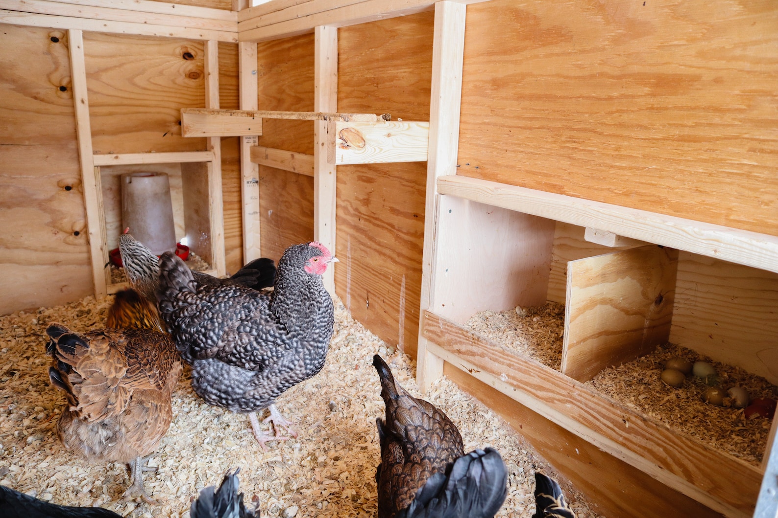 EFFICIENT Chicken Coop Plans DIY Backyard Hen House Large Etsy