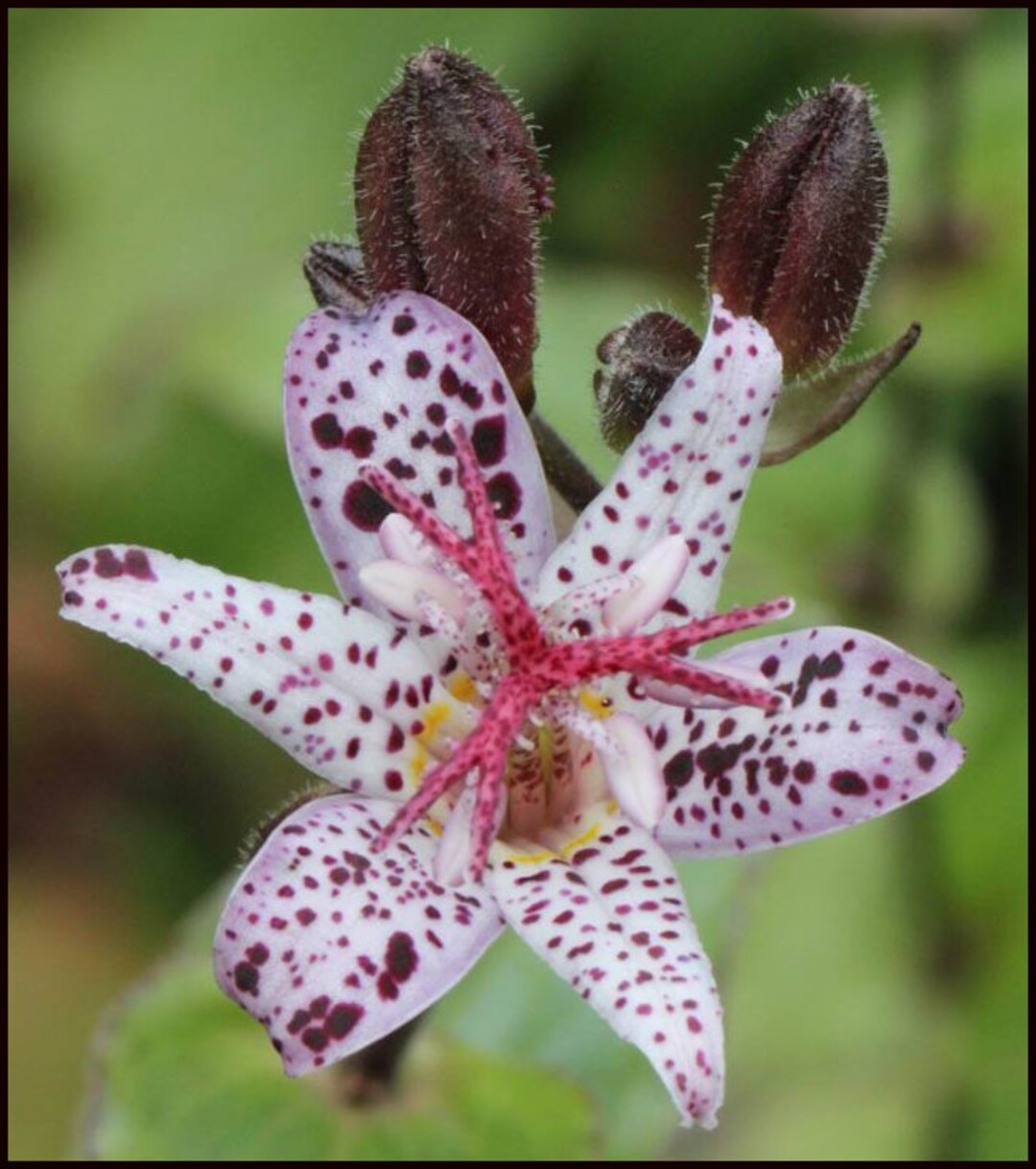 Dark Beauty Toad Lily Flower Bulb Stunning Easy to Grow Perennial