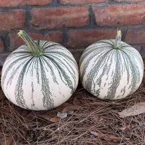 Silver Edged Pumpkin Seeds Gourd Non GMO Heirloom Vegetable for planting Fancy Decor (RARE)