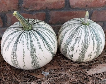May include: Two white pumpkins with green stripes. The pumpkins are sitting on a bed of brown pine needles.